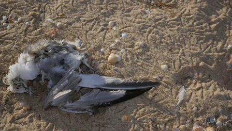 Dead Seagull on Sandy Beach, Polluted Environment Stock Footage 201128105