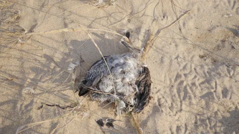Dead Seagull on Sandy Ocean Beach, Climate Change, 4k Stock Footage 201129362