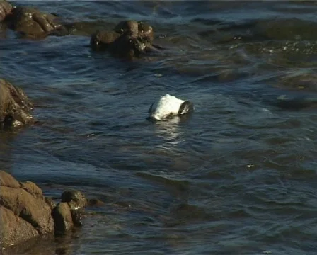 Dead seagull in sea Stock Footage 139838