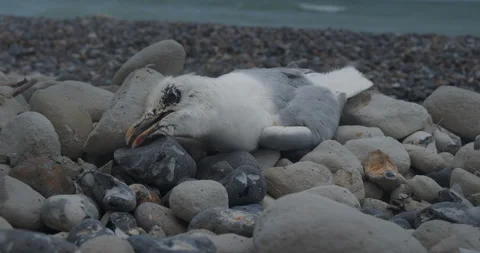 Dead Seagull on the Shoreline Video stock 274487716