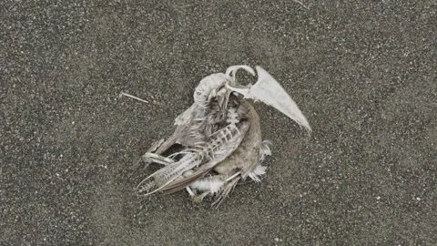 Dead Seagull Skeleton on Beach Stock Footage 333670488