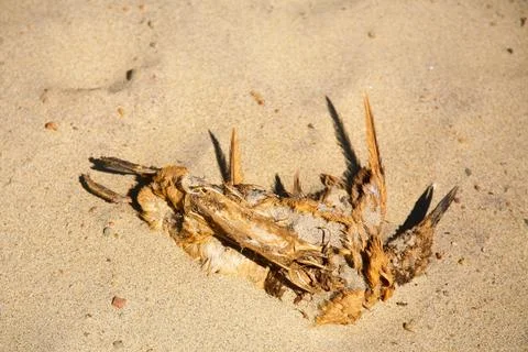 Dead seagull stranded on the beach of Big Sur Stock Photos
