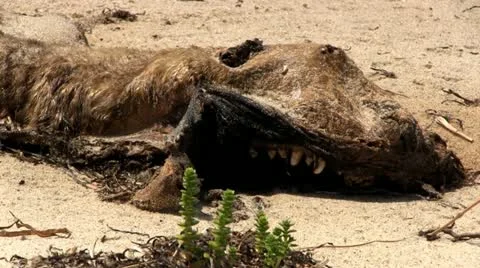 Dead seal; 2 Stock Footage 12288951