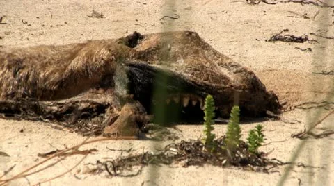 Dead seal Stock Footage 12288990