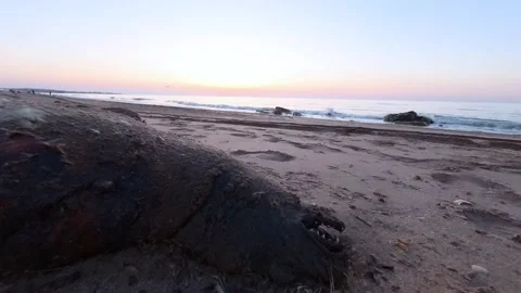 Dead seal lying on the sandy shore of the Caspian Sea Stock Footage 309948668