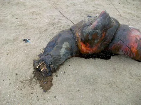 Dead seal Stock Photos