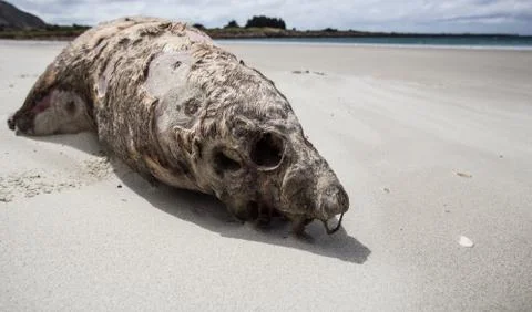 Dead Seal Foto stock