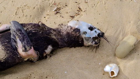 Dead seal pup carcass with exposed skull bone decomposing on sandy beach Stock Footage 340332029