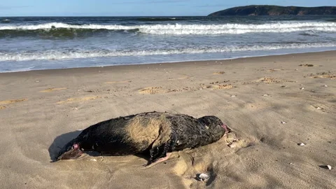 Dead seal washed up on the beach. Video stock 166132870