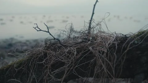 Dead Seaweed by the Shore Video stock 306321718