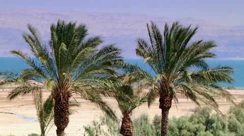 Dead See - Palm Trees Stock Footage 10917641