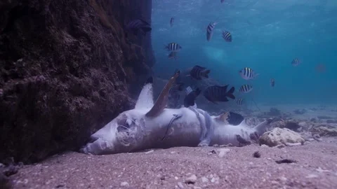 Dead Shark || Blacktip Reef Shark dead from ghost fishing net Stock Footage 149965110