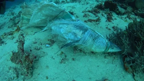 Dead shark caught in trash bag Video stock 70701918