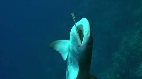 Dead shark corpse on a hook at underwater sunlight - TWO CLIP IN ONE! Stock Footage 48905901