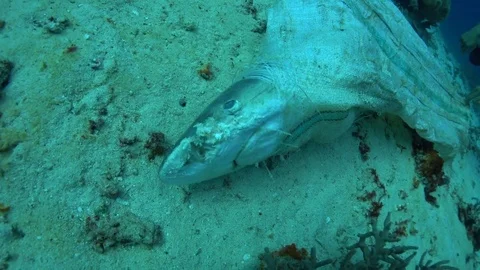 Dead shark in trash bag conservation theme Stock Footage