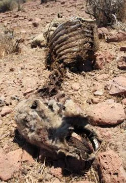 Dead sheep carcass Stock Photos