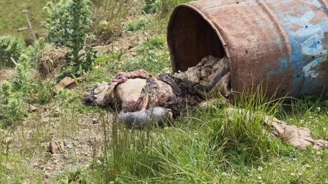 Dead sheep coming out of a rusty barrel Stock Footage 311952532