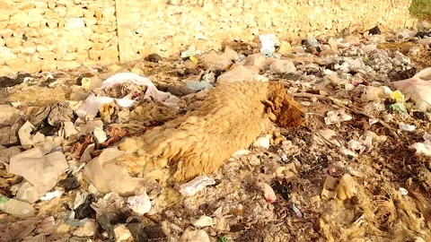 Dead sheep in garbage showing disease risk and improper carcass disposal Stock Footage 326302301