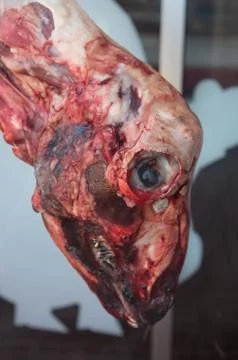 Dead sheep head Stock Photos