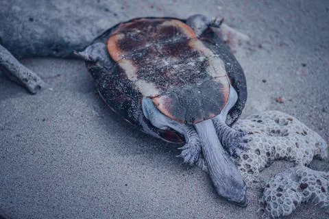 Dead shelled turtle corpse washed up in a beach upside down, land turtle drow Stock Photos