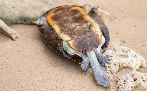 Dead shelled turtle corpse washed up in a beach upside down, land turtle drow Stock Photos