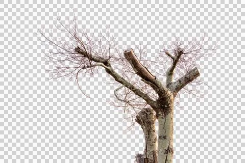 Dead single old tree isolated Stock Photos