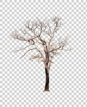 Dead single old tree isolated Stock Photos