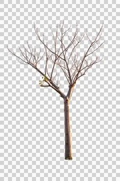 Dead single old tree isolated Stock Photos