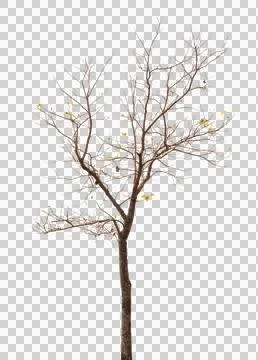 Dead single old tree isolated Stock Photos