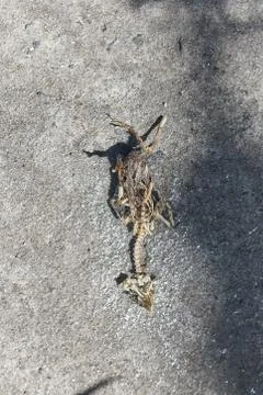 Dead skeleton of a chick on the concrete Stock Photos