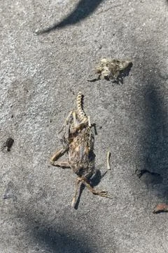Dead skeleton of a chick with a severed head sits a fly on concrete Stock Photos
