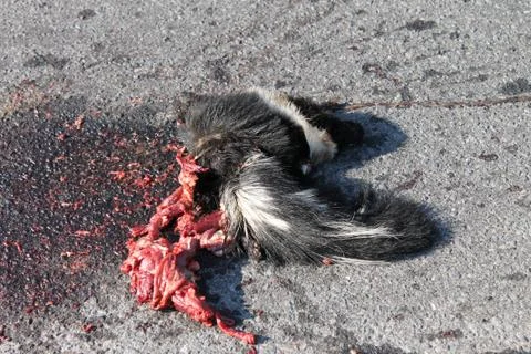 Dead Skunk Roadkill with Blood and Guts on Pavement Stock Photos