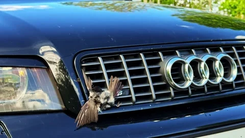 Dead small bird caught in a black grille, showing vehicle-wildlife collision Stock Footage 338189664
