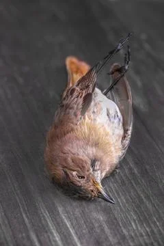 Dead small bird Foto stock