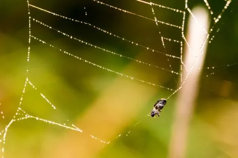 Dead small bug caught in spider web. Macro photography, close-up shot with sh Stock Photos