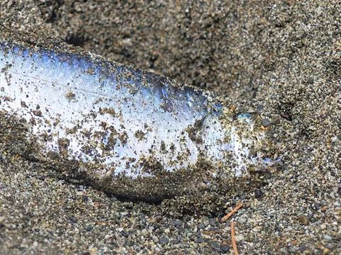 Dead small fish carcass washed up on sandy beach closeup Stock Photos