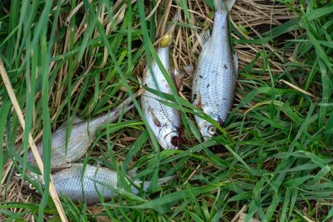Dead small fish lying in the grass Stock Photos