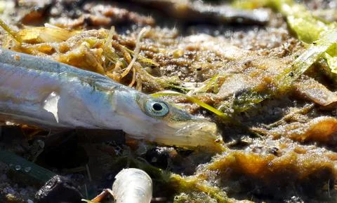 Dead small fish Stock Photos