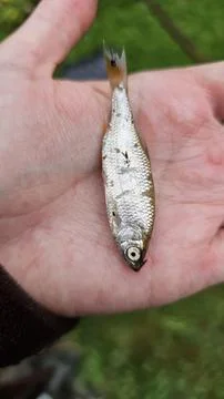 Dead small fish Stock Photos