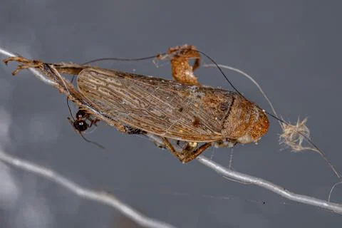 Dead Small Typical Leafhopper Stock Photos