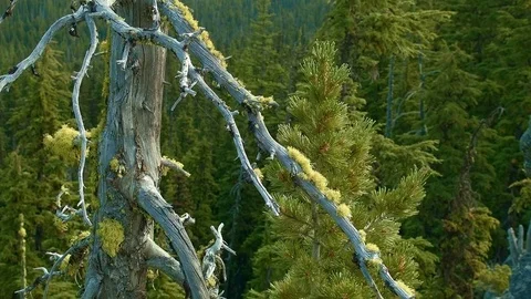 Dead snag and lichen in forest Mt. Hood Oregon Cascades 18 Stock-Footage 82001640