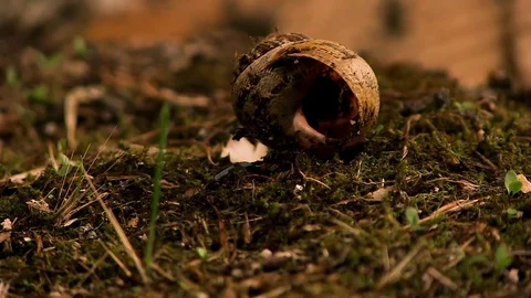 Dead Snail Floor Stock Footage 79639834