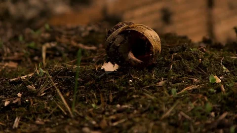 Dead Snail Floor Stock Footage 79640184