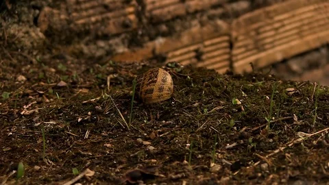 Dead Snail Floor Stock Footage 79640286