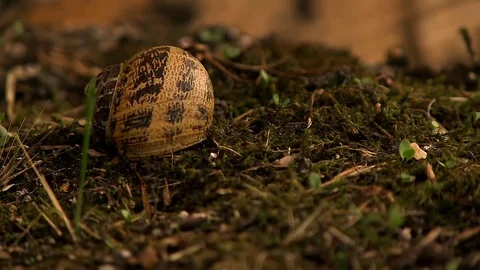 Dead Snail Floor Stock Footage 79640505