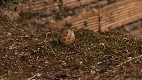 DEAD SNAIL FLOOR Stock Footage 90133650