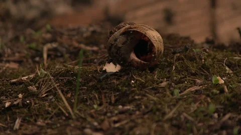 DEAD SNAIL FLOOR Stock Footage 90133795