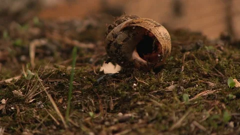 DEAD SNAIL FLOOR Stock Footage 90133852