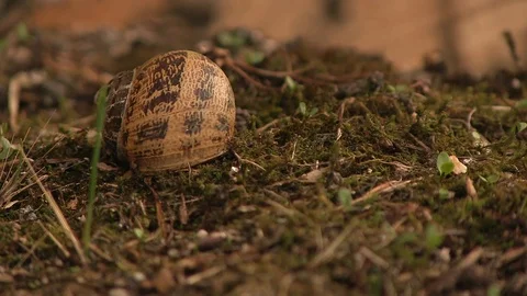 DEAD SNAIL FLOOR Stock Footage 90133922