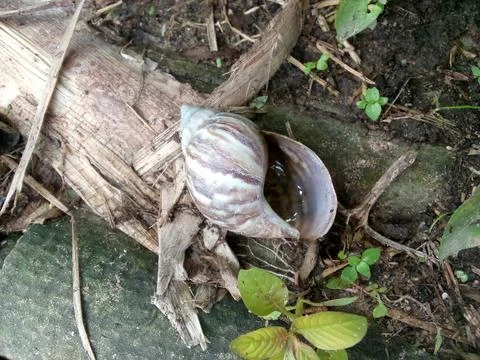 Dead Snail Stock Photos